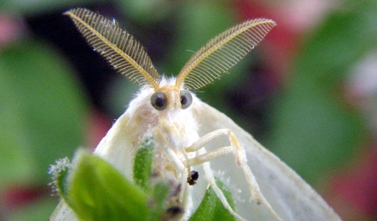 Едят слезы животных и различают цвета: интересные факты о бабочках - фото №3