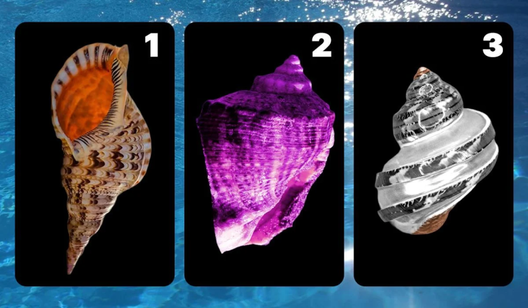 Психологічний тест у картинці -  виберіть мушлю і дізнайтесь про свій рівень стресу та тривожності
