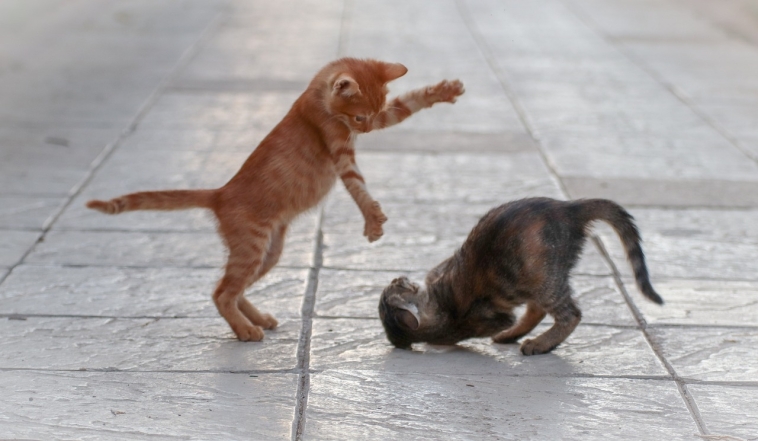 День кота в Европе: самые милые фотографии котиков-муркотиков (ФОТО) - фото №12