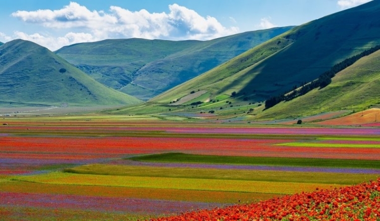 Різнобарвні поля в Італії фото