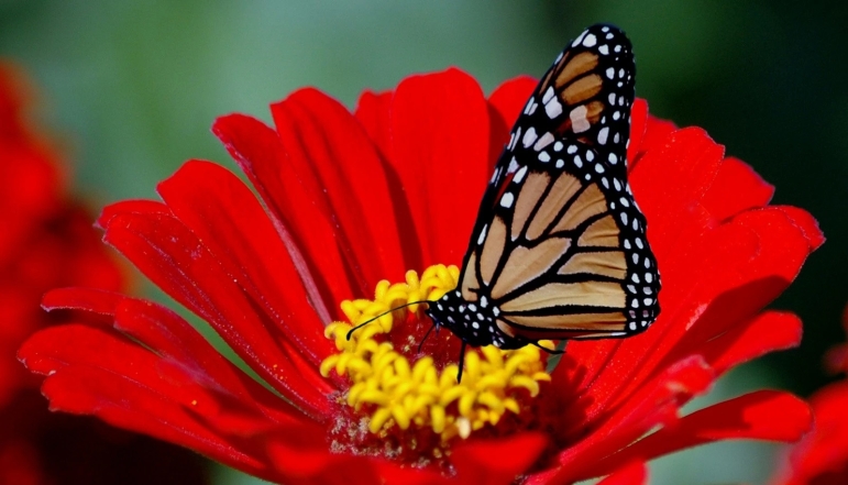 Едят слезы животных и различают цвета: интересные факты о бабочках - фото №2