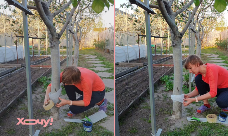 як прогнати мурах з саду