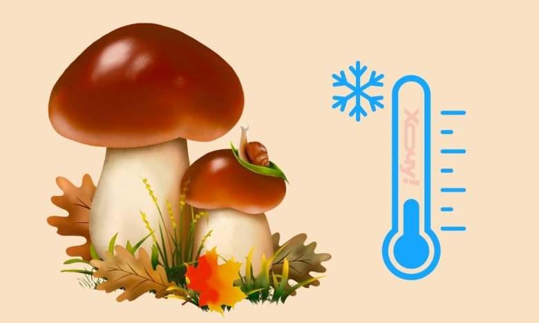 Как заморозить белые грибы — 3 простых способа
