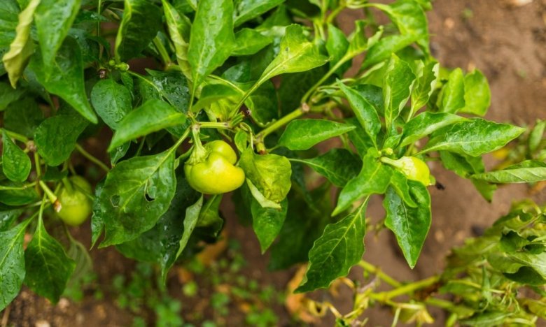 как правильно хранить перец