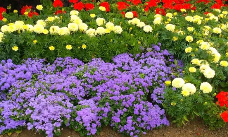 какие растения посадить