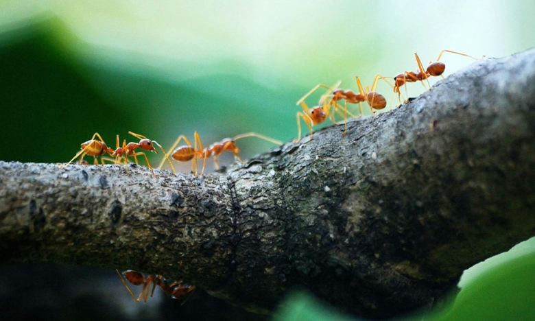 рецепт боротьби з мурахами