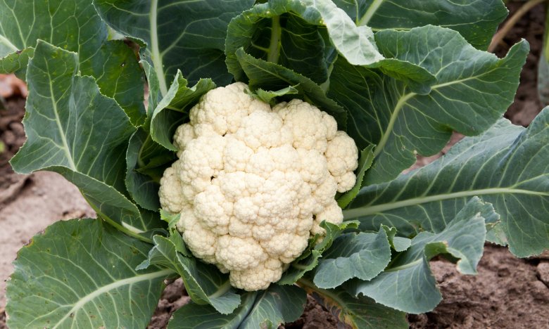 как вырастить брокколи