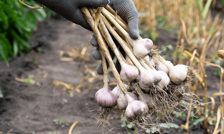 коли копати часник