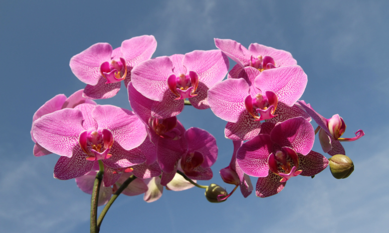 орхидея цвет