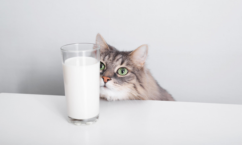 Кот смотрит на стакан молока, фото