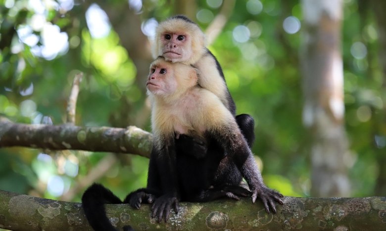 Приснились обезьяны, к чему это, сонник