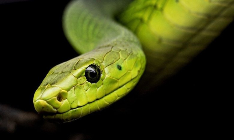 Домашние змеи – виды и особенности