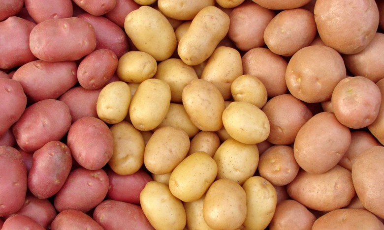 белый роженый и желтый картофель