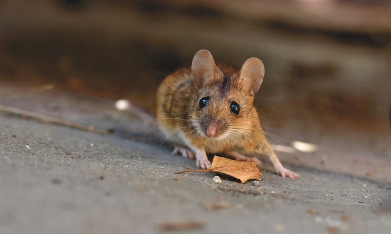 Миша біля дому, фото