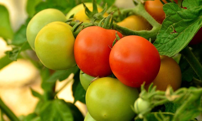 Спосіб прискорити дозрівання томатів
