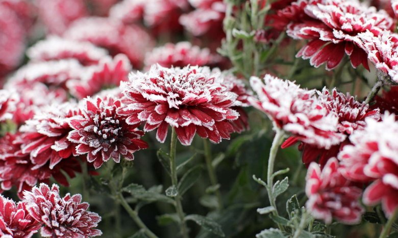 догляд за хризантемами