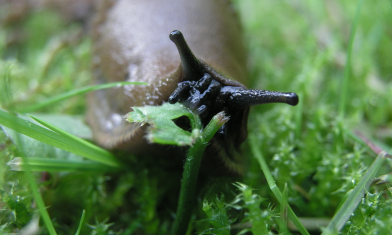 слимак їсть траву