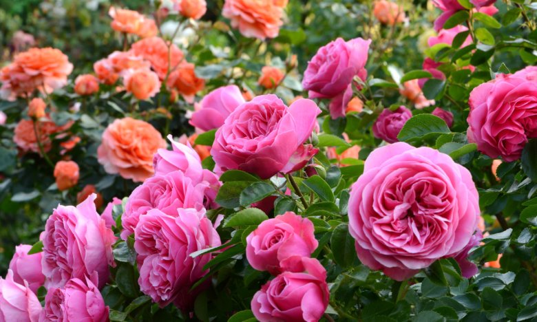 чем подкормить розы