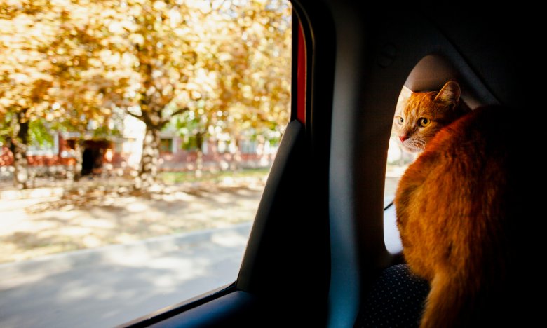 В Украине впервые установили единые правила перевозки домашних животных в автобусах