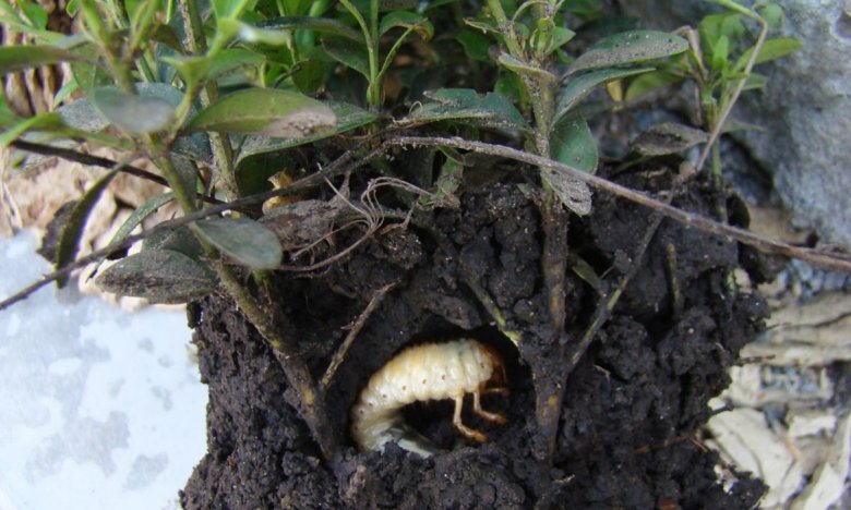 Препарати проти личинок хруща — що робити, якщо на городі завелися шкідники