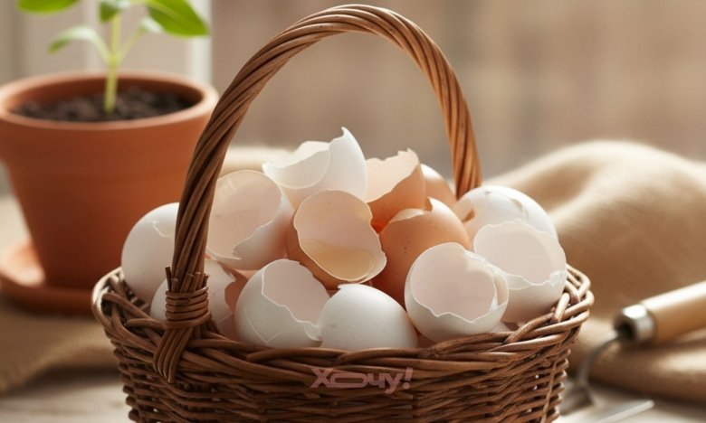 5 способів використати яєчну шкаралупу