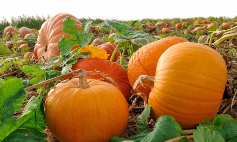 как вырастить тыквы