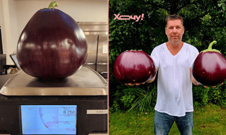 самый большой баклажан