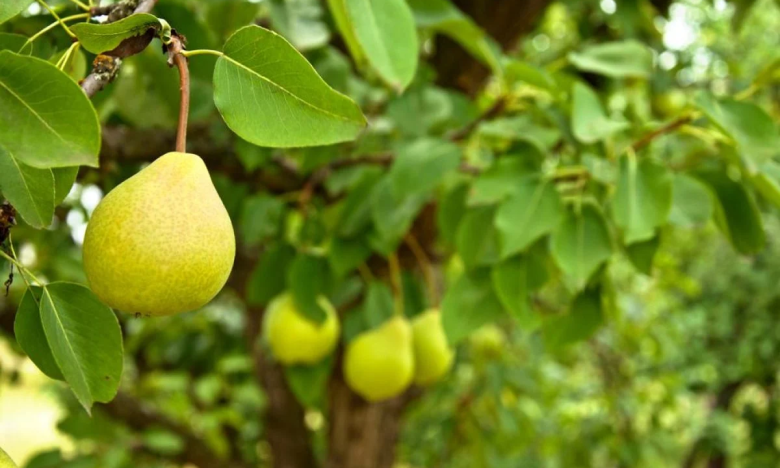 як правильно обрізати грушу