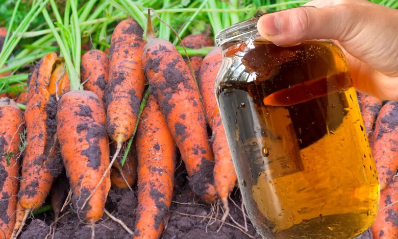 Як виростити гарну моркву