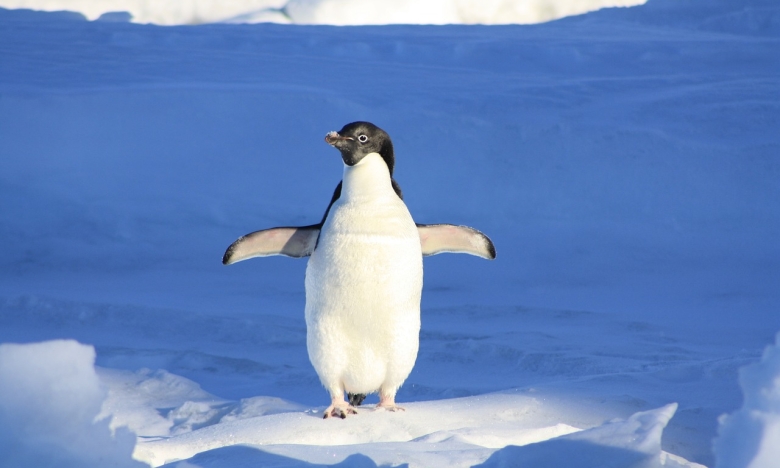 Пингвин.
