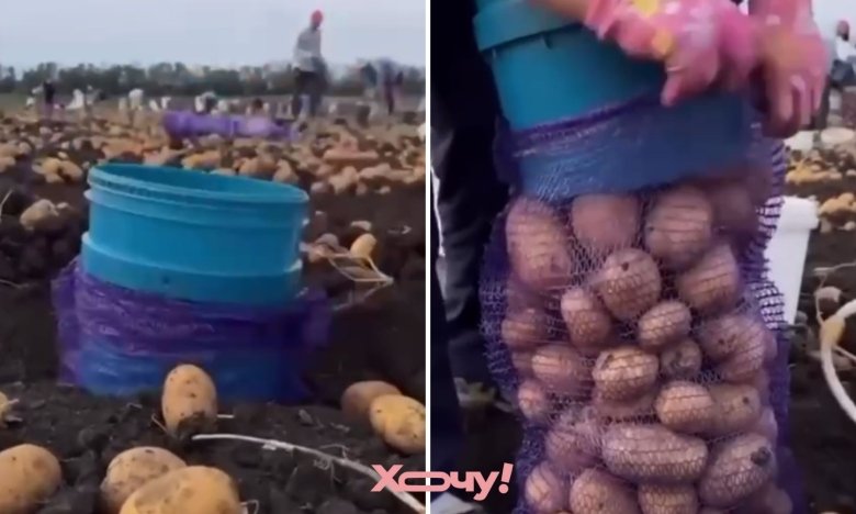 Лайфхак для збирання картоплі