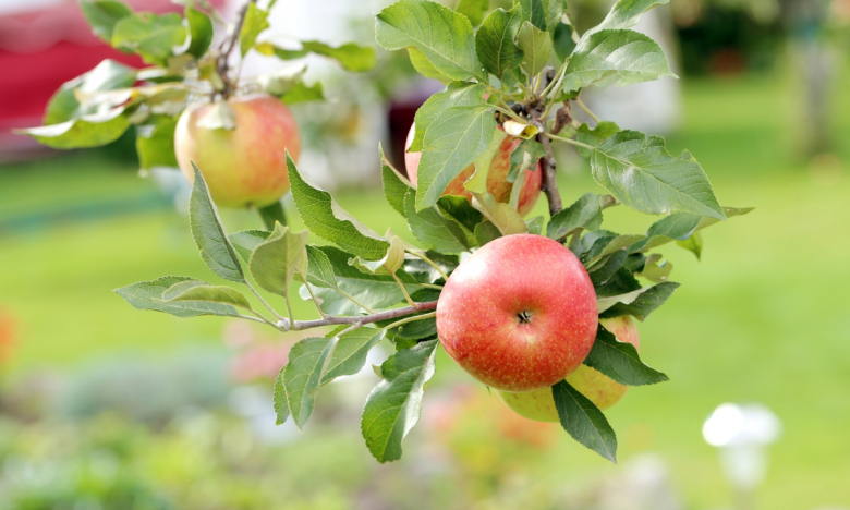 На фото яблоня с плодами