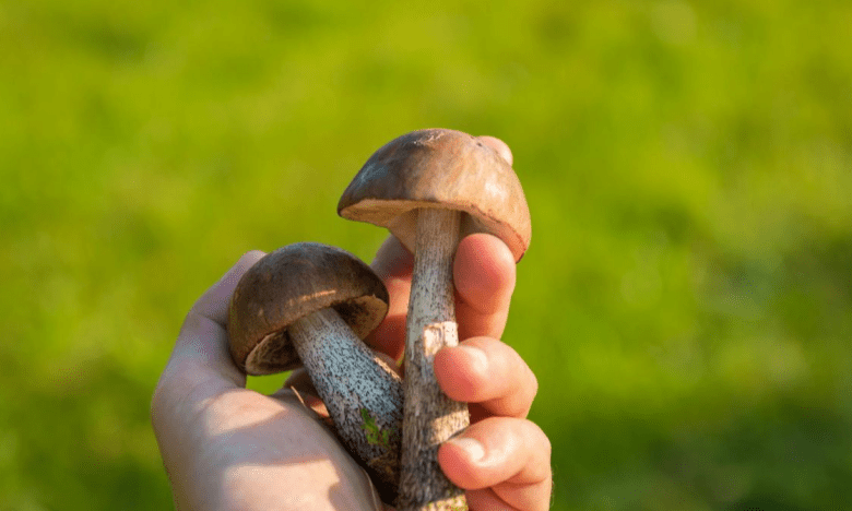 як варити гриби