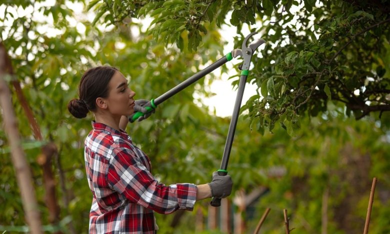 обрезка деревьев летом