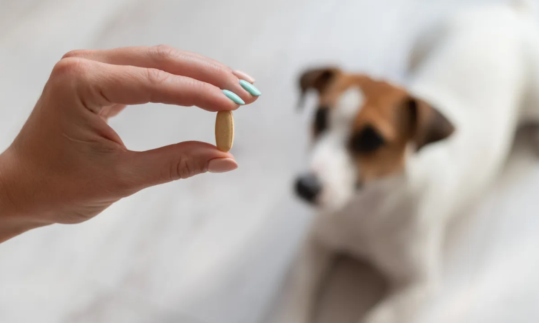 Собака смотрит на таблетку, фото
