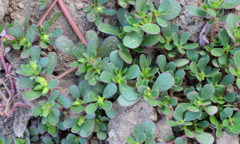 как вывести портулак из огорода