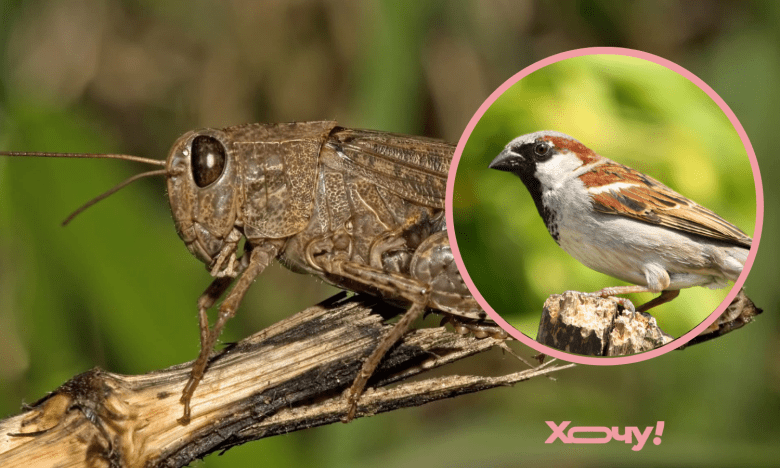 лайфхак від сарани