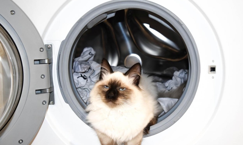 На фото котик в стиральной машинке