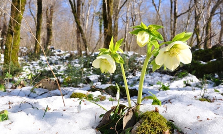 На фото первые цветы в снегу