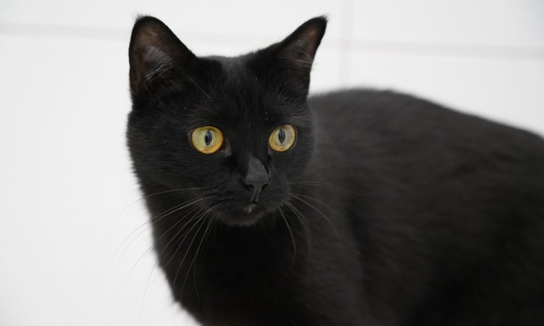 Міжнародний день чорного кота, прикмети та вірування