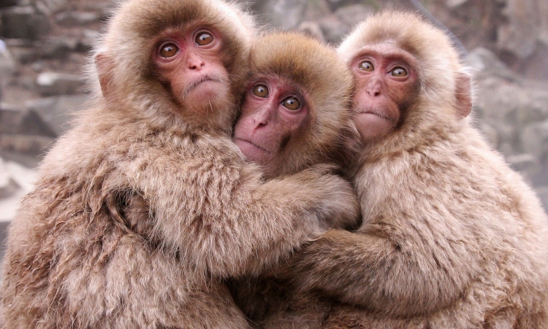 На фото три мавпи, які обнімаються