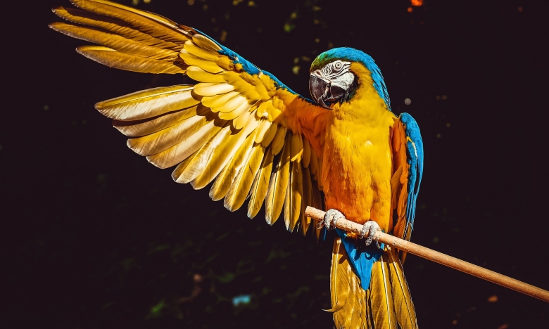 Папуга із великим крилом, фото
