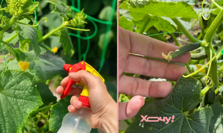 как обработать огурцы летом