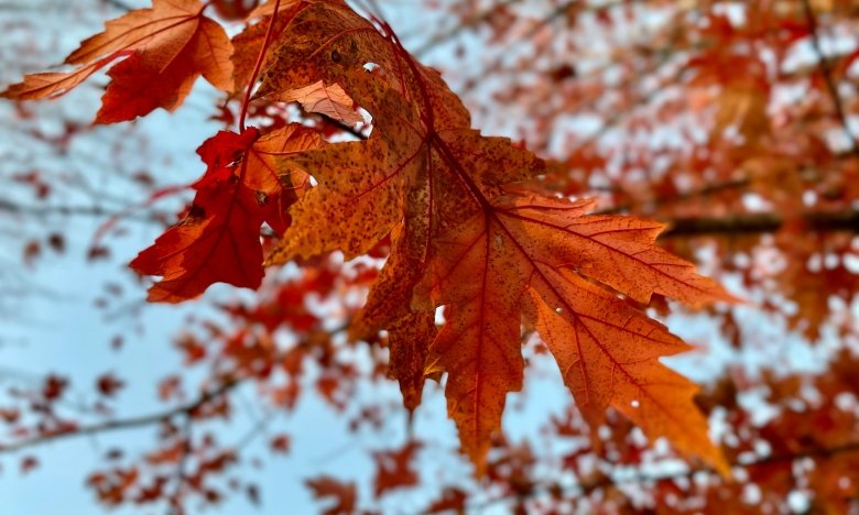 Осень в Украине