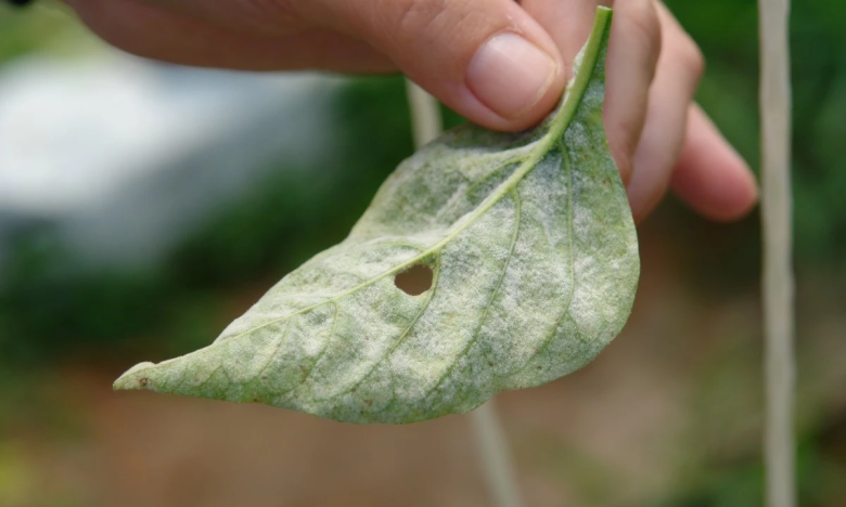 Хвороби рослин фото: розпізнайте проблему за листям - швидкий посібник