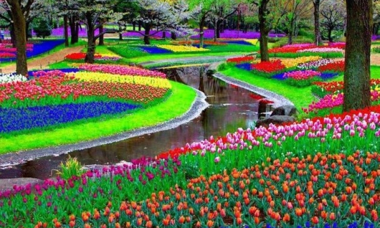 На фото поля тюльпанов в Нидерландах