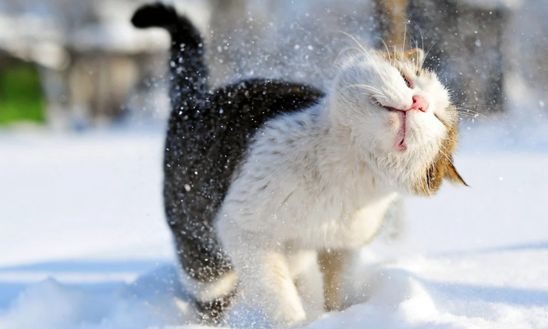 На фото котик у снігу