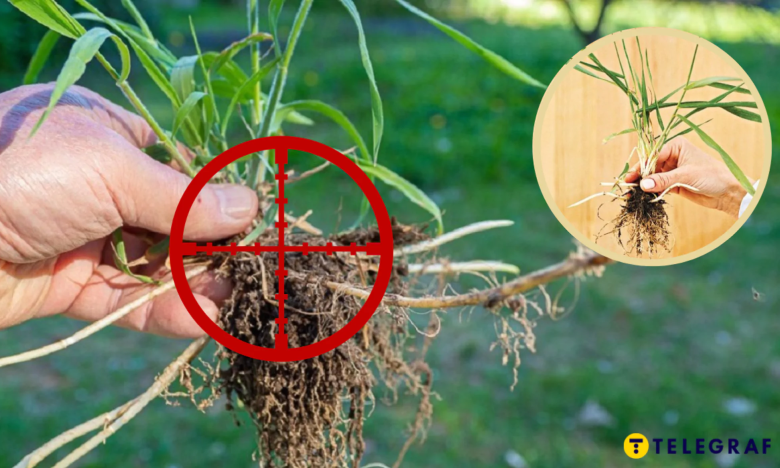 Пирій позбутися - як прибрати бур'ян з городу надовго - народні методи боротьби з бур'яном