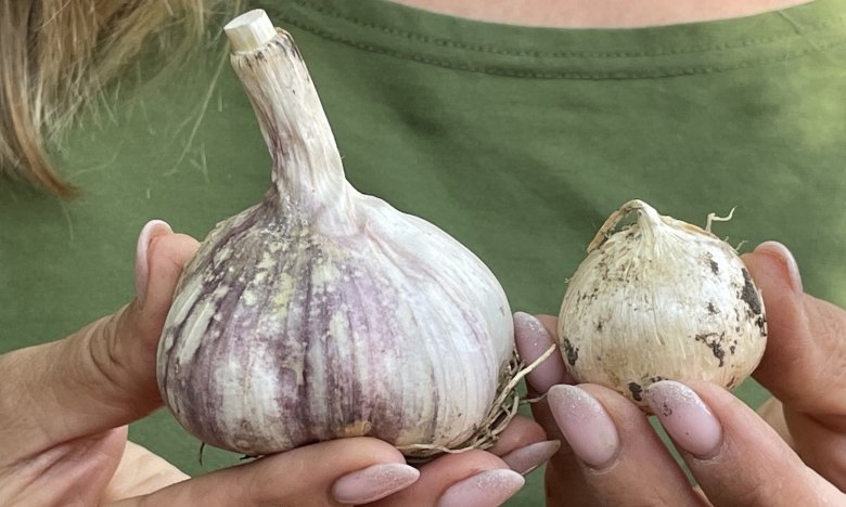 Як вибрати часник для посадки під зиму — "жіночі" зубчики для великого врожаю