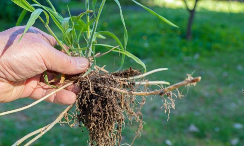 пырей на огороде